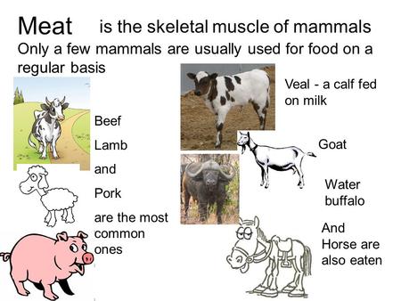 Meat is the skeletal muscle of mammals Only a few mammals are usually used for food on a regular basis Beef Lamb and Pork are the most common ones Veal.