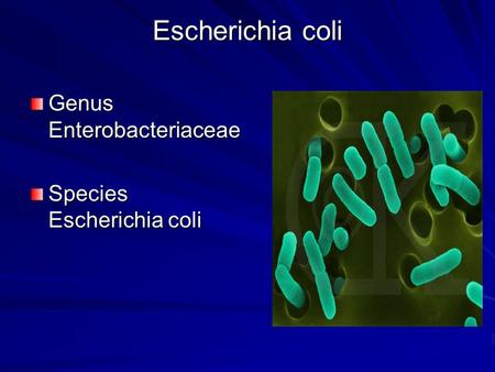 Escherichia coli Genus Enterobacteriaceae Species Escherichia coli.