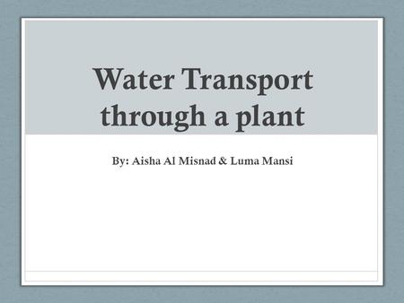 Water Transport through a plant By: Aisha Al Misnad & Luma Mansi.