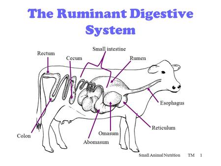 The Ruminant Digestive System