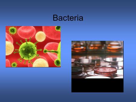 Bacteria. Prokaryote – single celled with no nucleus Eubacteria – peptidoglycan (a carbohydrate) cell wall Archaebacteria – cell wall of lipids, no peptidoglycan.