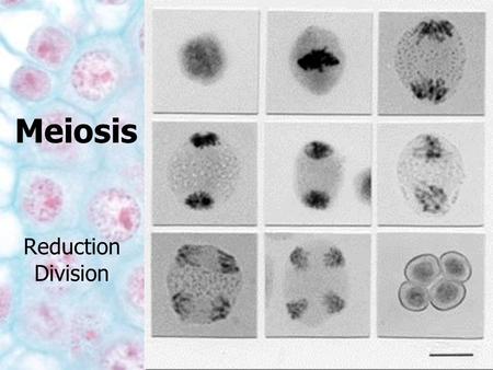 Meiosis Reduction Division. Genetics Vocabulary Gene: –a discrete unit of hereditary information consisting of a specific nucleotide sequence in DNA (or.