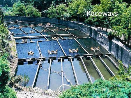 Raceways. Introduction Raceways are considered flow-through systems. Beging simple to construct they are some of the oldest designs in aquaculture. Water.