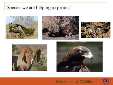 Defenders of Wildlife Species we are helping to protect.