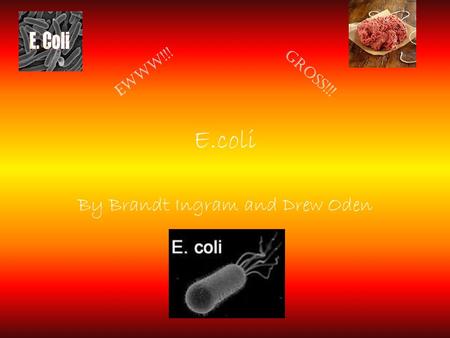 E.coli By Brandt Ingram and Drew Oden GROSS!!! EWWW!!!