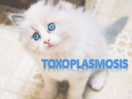  Toxoplasmosis is a zoonotic disease caused by infection with the protozoan Toxoplasma gondii  Toxoplasmosis may cause flu- like symptoms in some people,