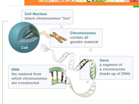 Introduction to Genetics Genetics = the study of heredity Objectives: E2 - Summarize Mendel’s principle of dominance, identify where the genes that control.