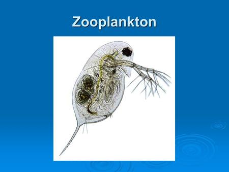 Zooplankton.