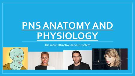 PNS Anatomy and Physiology