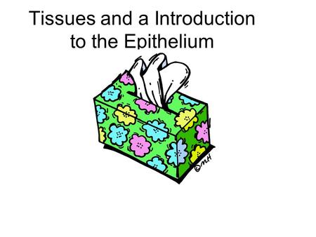 Tissues and a Introduction to the Epithelium. Levels of Organization atoms→molecules→organelles→cells →tissues.