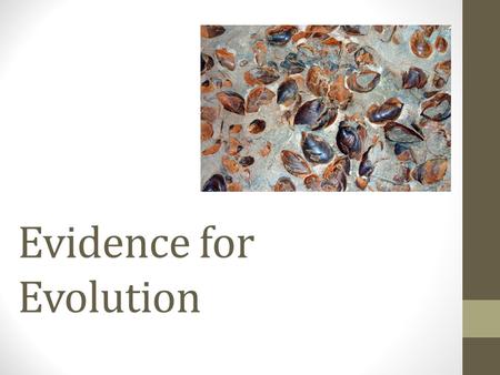 Evidence for Evolution. I. Evidence for Evolution A.Fossils B.Molecular Evidence C.Homologous structures D.Vestigial structures E.Mimicry F.Camouflage.