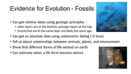 Evidence for Evolution - Fossils Can get relative dates using geologic principles - older layers are at the bottom, younger layers at the top Fossils that.