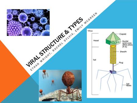 VIRAL STRUCTURE & TYPES ETHAN WRIGHT, RACHEL SYLVIA, EMILY MCGREEN.