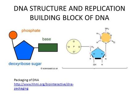 DNA STRUCTURE AND REPLICATION BUILDING BLOCK OF DNA