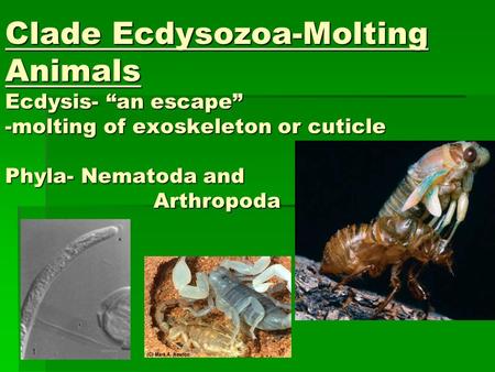 Clade Ecdysozoa-Molting Animals Ecdysis- “an escape” -molting of exoskeleton or cuticle Phyla- Nematoda and 			Arthropoda.