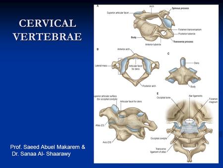 CERVICAL VERTEBRAE Prof. Saeed Abuel Makarem & Dr. Sanaa Al- Shaarawy.