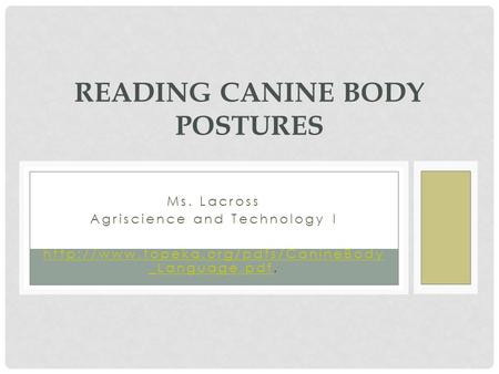 Reading Canine Body Postures