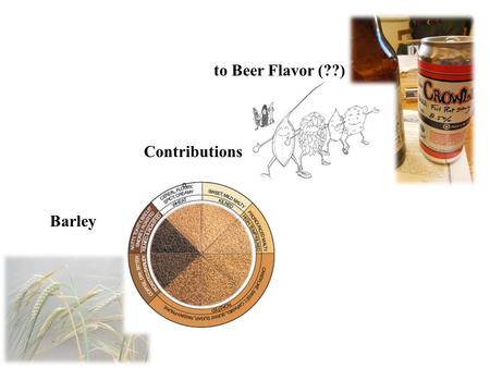 Barley Contributions to Beer Flavor (??). The most exciting time in this man’s life with barley.