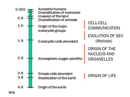 CELL-CELL COMMUNICATION EVOLUTION OF SEX (Meiosis) ORIGIN OF THE