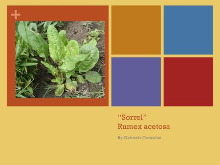 + “Sorrel” Rumex acetosa By Gabriela Gonzalez. + Sorrel Perennial plant that is native to the European countries. It comes in four varieties that include: