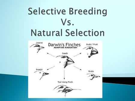  the process by which traits become more or less common in a population due to consistent effects upon the survival or reproduction of the organism 