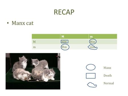 RECAP Manx cat Mm MMMMm m mm Manx Death Normal. PLEIOTROPY Is multiple effects of a single gene on the phenotype Occurs for several reasons – suppression.