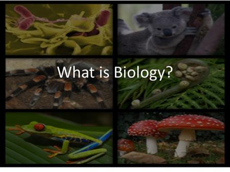 What is Biology?. Biology- natural science concerned with the study of life and living organisms – Fundamental concepts of modern biology 1. Cells are.