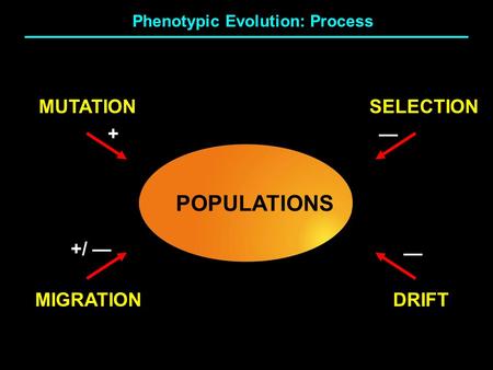 MUTATIONSELECTION DRIFTMIGRATION POPULATIONS Phenotypic Evolution: Process + +/ — — —