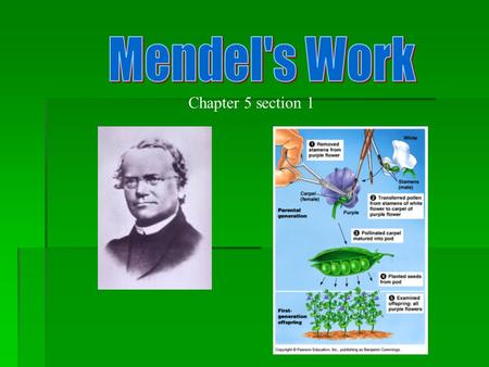 Chapter 5 section 1 What is heredity ? Heredity is… the passing of traits from parents to offspring.