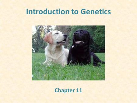 Introduction to Genetics