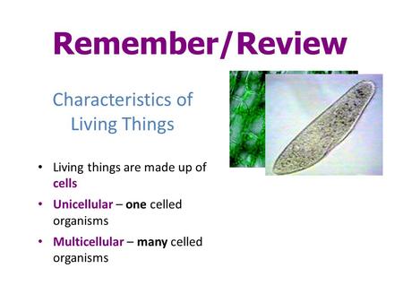 Characteristics of Living Things Living things are made up of cells Unicellular – one celled organisms Multicellular – many celled organisms Remember/Review.