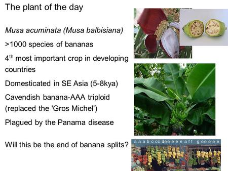 The plant of the day Musa acuminata (Musa balbisiana) >1000 species of bananas 4 th most important crop in developing countries Domesticated in SE Asia.