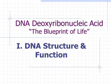 DNA Deoxyribonucleic Acid “The Blueprint of Life” I. DNA Structure & Function.