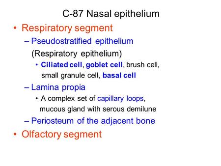 C-87 Nasal epithelium Respiratory segment –Pseudostratified epithelium (Respiratory epithelium) Ciliated cell, goblet cell, brush cell, small granule cell,