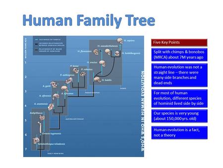 Split with chimps & bonobos (MRCA) about 7M years ago For most of human evolution, different species of hominid lived side by side Human evolution was.