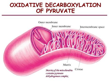 OXIDATIVE DECARBOXYLATION OF PYRUVATE Matrix of the mitochondria contains pyruvate dehydrogenase complex.