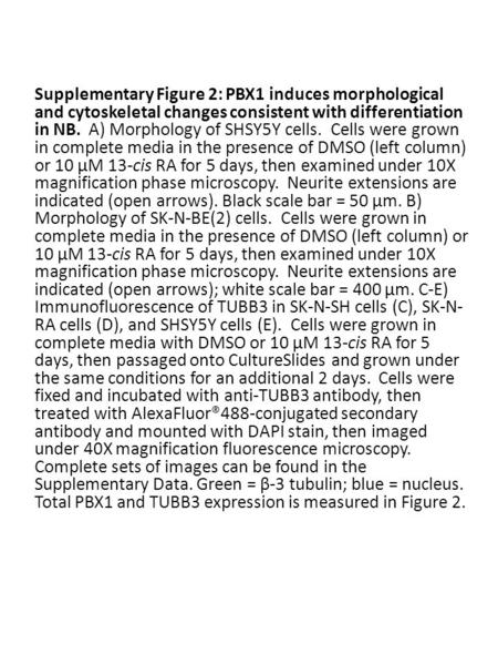 Supplementary Figure 2: PBX1 induces morphological and cytoskeletal changes consistent with differentiation in NB. A) Morphology of SHSY5Y cells. Cells.