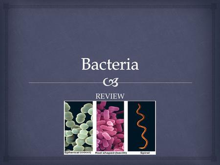 Bacteria REVIEW.