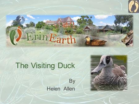 The Visiting Duck By Helen Allen. I am a pink eared duck. A little while ago I was by the lake at Temora with a group of my friends. Suddenly a big dog.