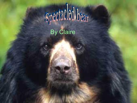 By Claire. . The spectacled bear got its name by its look. Around his/her eyes it looks like it could be wearing spectacles. The bears make there habitat.