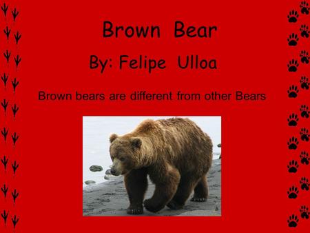 By: Felipe Ulloa Brown bears are different from other Bears Brown Bear.