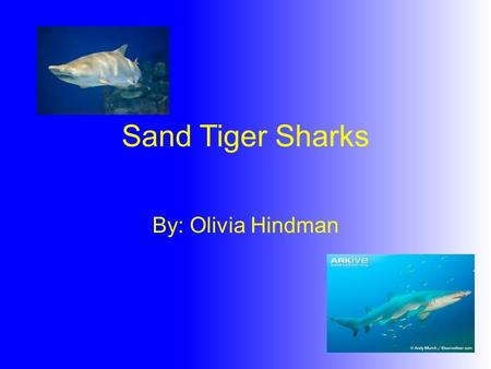 Sand Tiger Sharks By: Olivia Hindman.