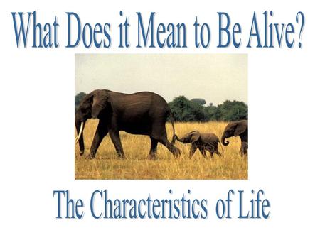 What is Biology? BIOLOGY is the study of life. Living things are called ORGANISMS. o Include animals, plants, fungi, protist, and bacteria.