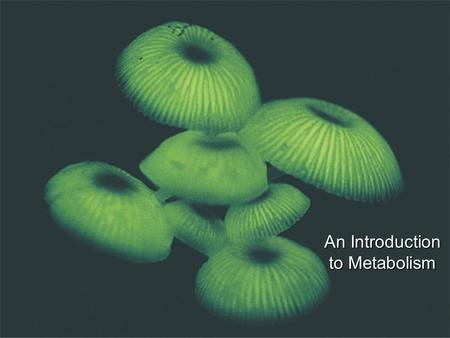 An Introduction to Metabolism.  Metabolism = Catabolism + Anabolism  Catabolic reactions are energy yielding They are involved in the breakdown of more-