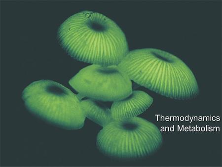 Thermodynamics and Metabolism.  Metabolism = Catabolism + Anabolism  Catabolic reactions are energy yielding breakdown of more-complex molecules into.