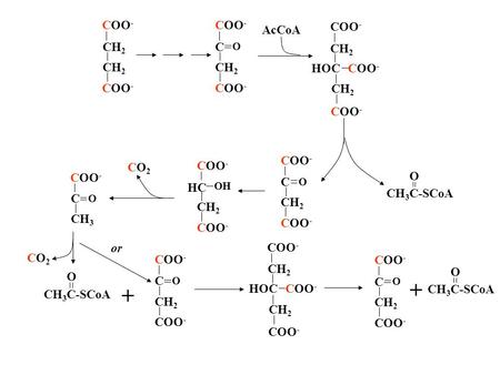 COO - CH 2 COO - CH 2 C COO - O AcCoA COO - CH 2 OC HCOO - CH 2 CH 3 C-SCoA O COO - CH 2 C COO - O CH 2 HC COO - OH COO - CH 3 C O CO2CO2 COO - CH 2 C.