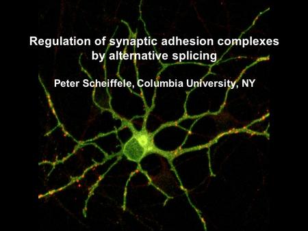 Regulation of synaptic adhesion complexes by alternative splicing Peter Scheiffele, Columbia University, NY.