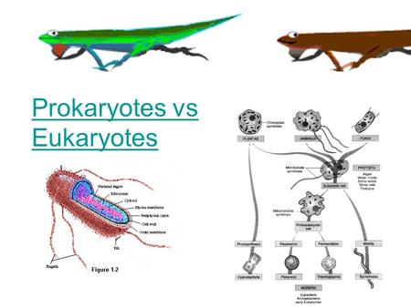 Prokaryotes vs Eukaryotes