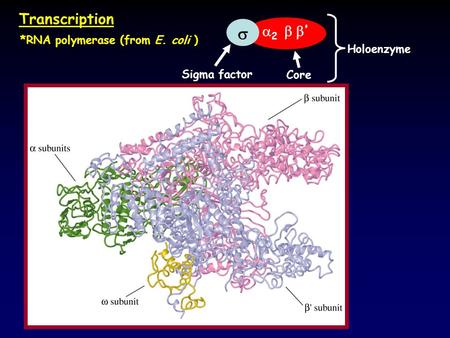 Transcription *RNA polymerase (from E. coli )  2  ’  Core Sigma factor Holoenzyme.