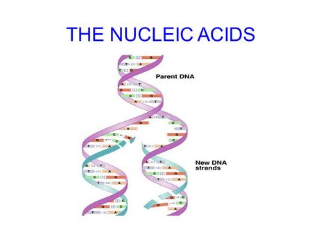 THE NUCLEIC ACIDS.